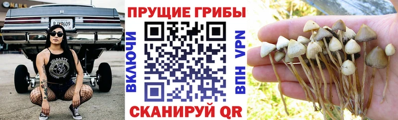 наркота  Сухиничи  Галлюциногенные грибы Cubensis 